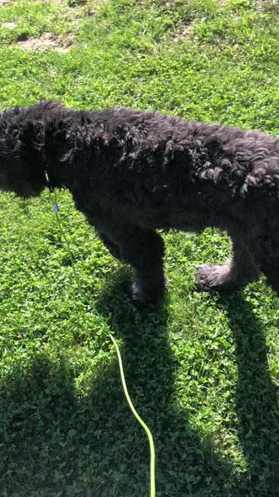 Stetson, a male Bernedoodle for sale in Middleburg, VA – 6 of 6