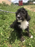 Ranger (tricolor), a male Bernedoodle for sale in Middleburg, VA – 2 of 10