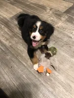 Bella, a female Bernese Mountain Dog for sale in Middleburg, VA – 2 of 7