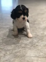 Dallas, a male Cavalier King Charles Spaniel for sale in Middleburg, VA – 5 of 10