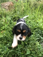 Dallas, a male Cavalier King Charles Spaniel for sale in Middleburg, VA – 2 of 10