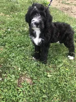 Scout (black and white), a male Bernedoodle for sale in Middleburg, VA – 2 of 10
