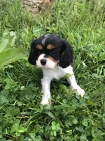 Della, a female Cavalier King Charles Spaniel for sale in Middleburg, VA – 2 of 10