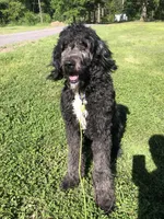 Stetson, a male Bernedoodle for sale in Middleburg, VA – 2 of 6