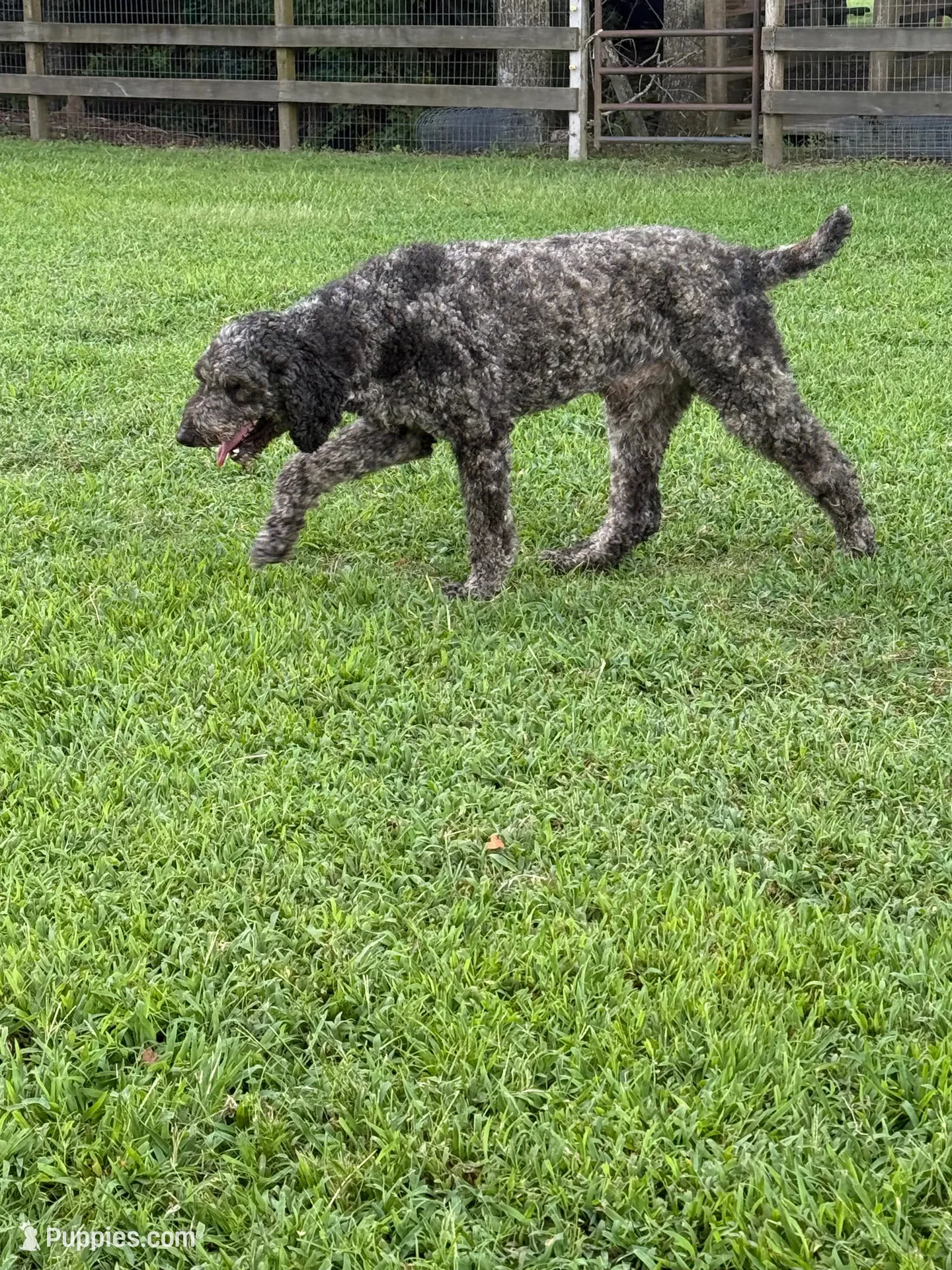 Betty, a female Bernedoodle for sale in Middleburg, VA – 4 of 4