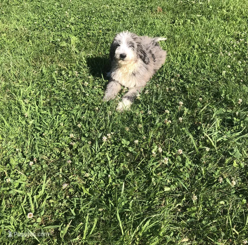 Belle – Bernedoodle puppy for sale in Middleburg, VA