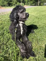 Stetson, a male Bernedoodle for sale in Middleburg, VA – 3 of 6