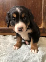 Anne, a female Bernese Mountain Dog for sale in Middleburg, VA – Photo 1 of 5