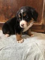 Anne, a female Bernese Mountain Dog for sale in Middleburg, VA – Photo 4 of 5