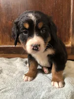 Anne, a female Bernese Mountain Dog for sale in Middleburg, VA – Photo 5 of 5