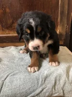 Anne, a female Bernese Mountain Dog for sale in Middleburg, VA – Photo 3 of 5