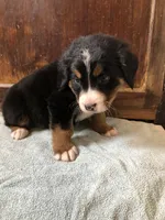 Anne, a female Bernese Mountain Dog for sale in Middleburg, VA – Photo 2 of 5