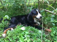 Bailey, a female Bernedoodle for sale in Middleburg, VA – 4 of 4