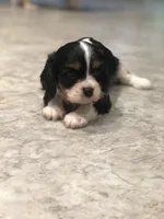 Detroit, a male Cavalier King Charles Spaniel for sale in Middleburg, VA – 4 of 10