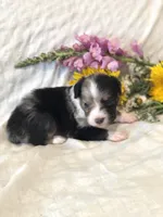 Alaska, a female Toy Australian Shepherd for sale in Middleburg, VA – 1 of 6