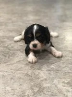 Denver, a male Cavalier King Charles Spaniel for sale in Middleburg, VA – 4 of 10
