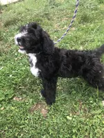 Scout (black and white), a male Bernedoodle for sale in Middleburg, VA – 3 of 10