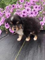Arrow, a male Toy Australian Shepherd for sale in Middleburg, VA – 4 of 10
