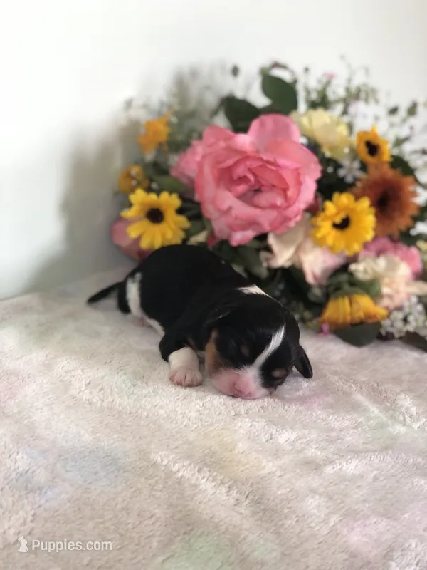 Denver – Cavalier King Charles Spaniel puppy for sale in Middleburg, VA