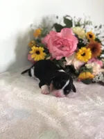 Denver, a male Cavalier King Charles Spaniel for sale in Middleburg, VA – 1 of 6