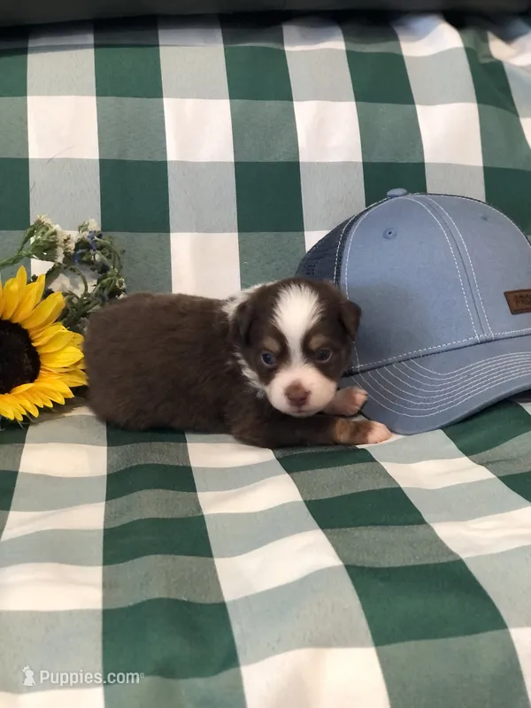 Ace – Toy Australian Shepherd puppy for sale in Middleburg, VA