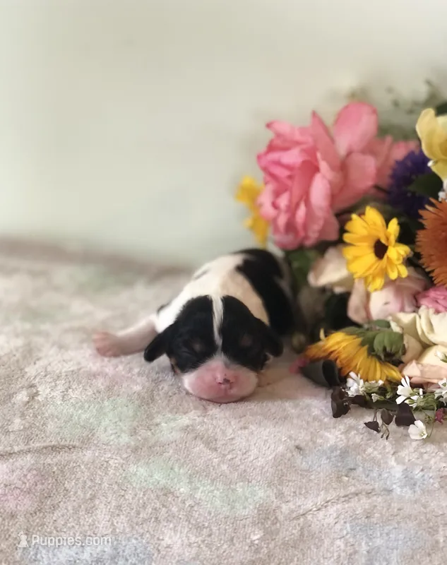 Della – Cavalier King Charles Spaniel puppy for sale in Middleburg, VA