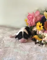 Della, a male Cavalier King Charles Spaniel for sale in Middleburg, VA – 1 of 6