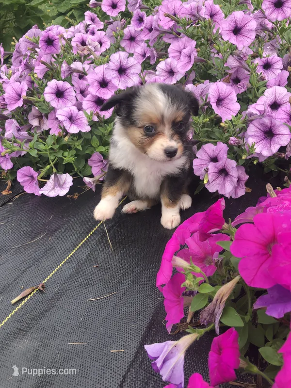 Alaska – Toy Australian Shepherd puppy for sale in Middleburg, VA