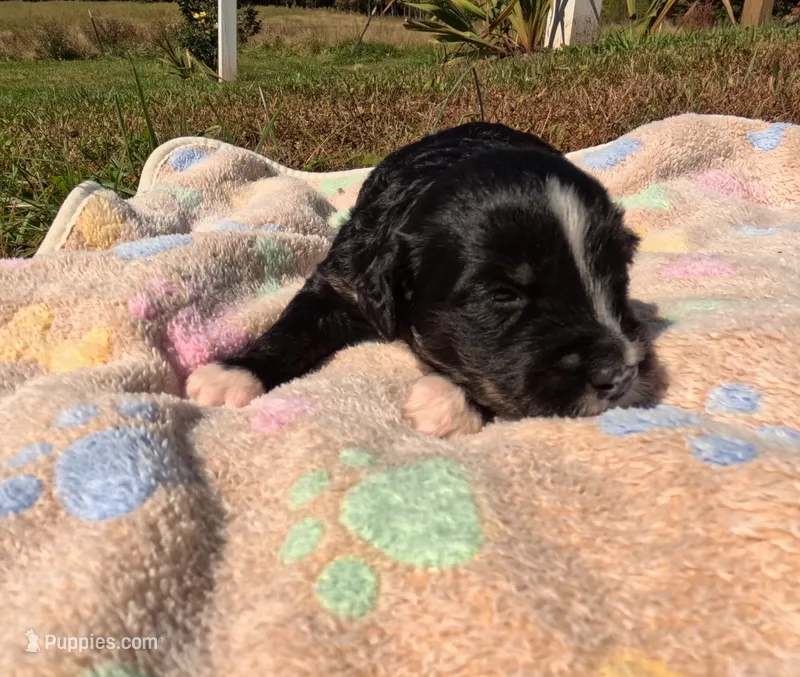 Amber – Bernedoodle puppy for sale in Middleburg, VA