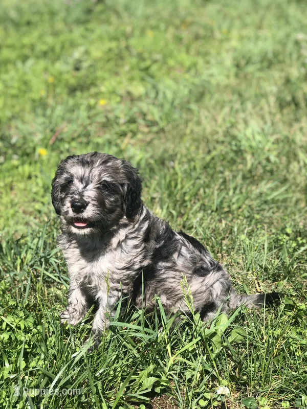 Betty – Bernedoodle puppy for sale in Middleburg, VA