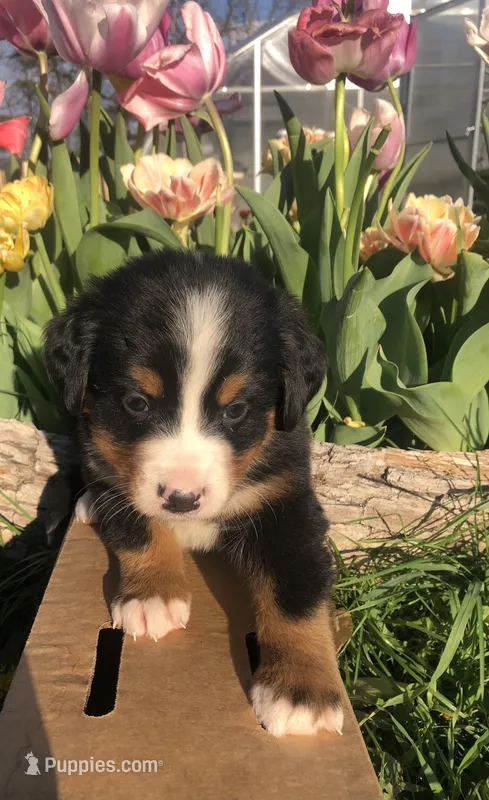 Flora – Bernese Mountain Dog puppy for sale in Middleburg, VA
