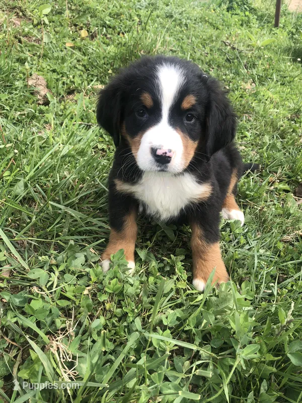 Billy – Bernese Mountain Dog puppy for sale in Middleburg, VA