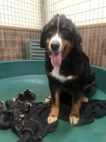Female 1, a female Bernese Mountain Dog for sale in Middleburg, VA – Photo 3 of 3