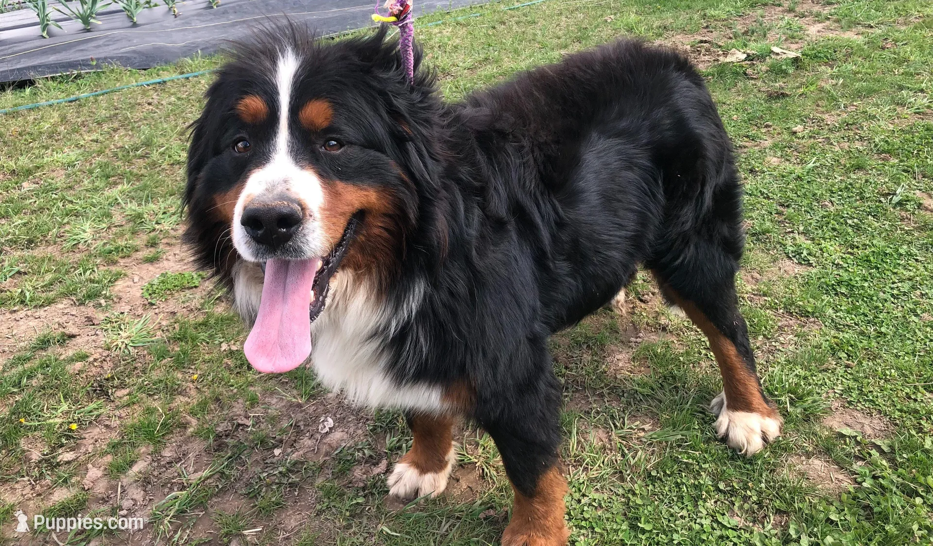 Billy, a male Bernese Mountain Dog for sale in Middleburg, VA – Photo 5 of 5