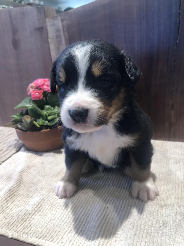 Flora – Bernese Mountain Dog puppy for sale in Middleburg, VA