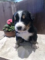 Flora, a female Bernese Mountain Dog for sale in Middleburg, VA – Photo 1 of 4