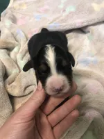 Female 1, a female Bernese Mountain Dog for sale in Middleburg, VA – Photo 2 of 3