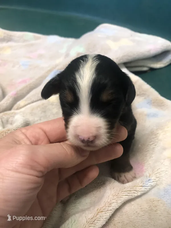 Female 1, a female Bernese Mountain Dog for sale in Middleburg, VA – Photo 1 of 3