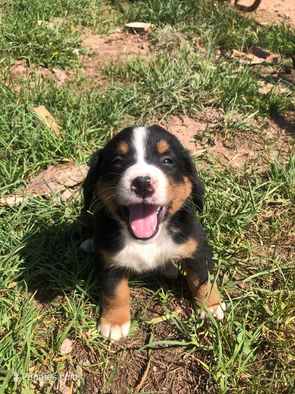 Billy, a male Bernese Mountain Dog for sale in Middleburg, VA – Photo 1 of 5