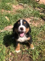 Billy, a male Bernese Mountain Dog for sale in Middleburg, VA – Photo 1 of 5