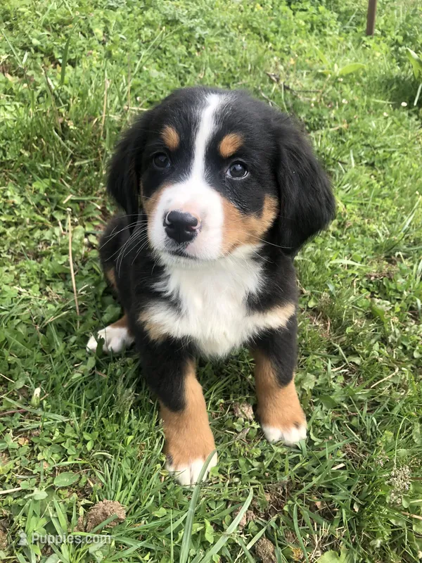 Billy – Bernese Mountain Dog puppy for sale in Middleburg, VA