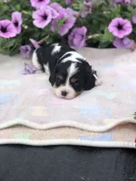 Detroit, a male Cavalier King Charles Spaniel for sale in Middleburg, VA – 5 of 10