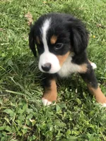 Frank, a male Bernese Mountain Dog for sale in Middleburg, VA – 2 of 8