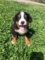Frank, a male Bernese Mountain Dog for sale in Middleburg, VA – 5 of 8