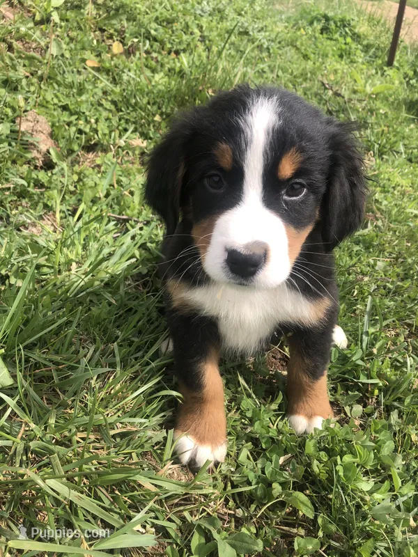 Frank – Bernese Mountain Dog puppy for sale in Middleburg, VA