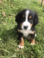 Frank, a male Bernese Mountain Dog for sale in Middleburg, VA – 1 of 8