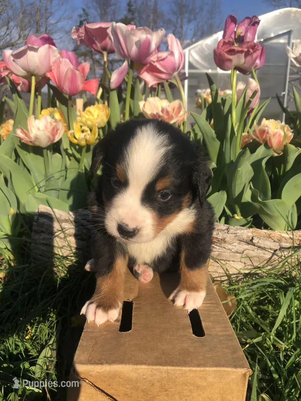 Frank – Bernese Mountain Dog puppy for sale in Middleburg, VA