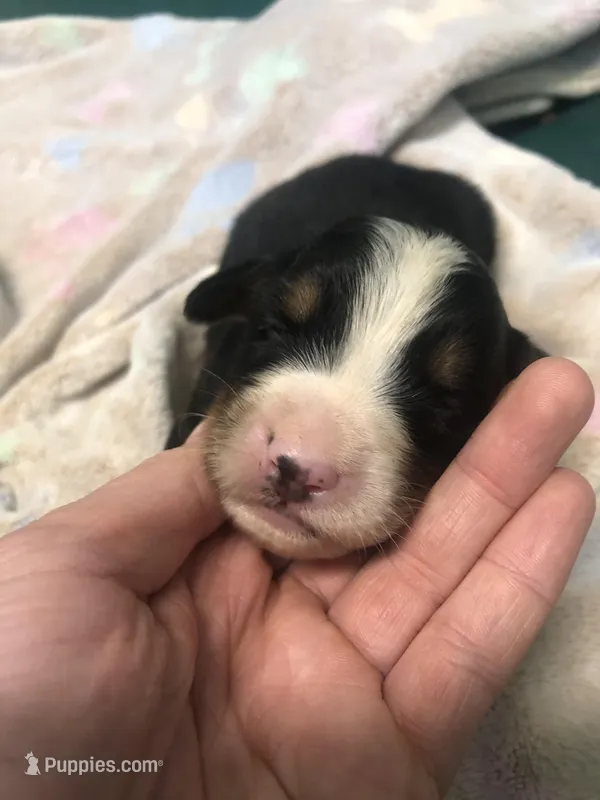 Male 1 – Bernese Mountain Dog puppy for sale in Middleburg, VA