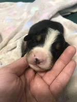 Male 1, a male Bernese Mountain Dog for sale in Middleburg, VA – Photo 1 of 3