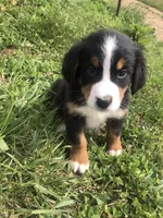 Frank, a male Bernese Mountain Dog for sale in Middleburg, VA – 4 of 8